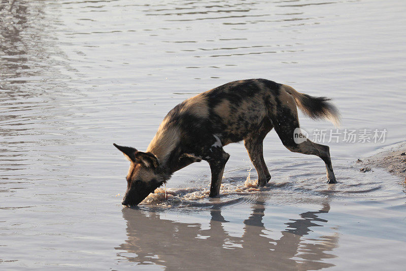 非洲彩绘猎犬(Lycaon pictus)狩猎后饮酒;博茨瓦纳